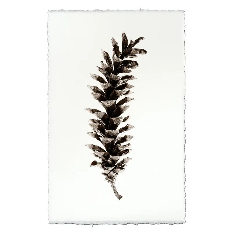 Eastern White Pine 2