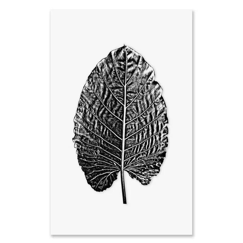 Elephant Ear Grand Format 1