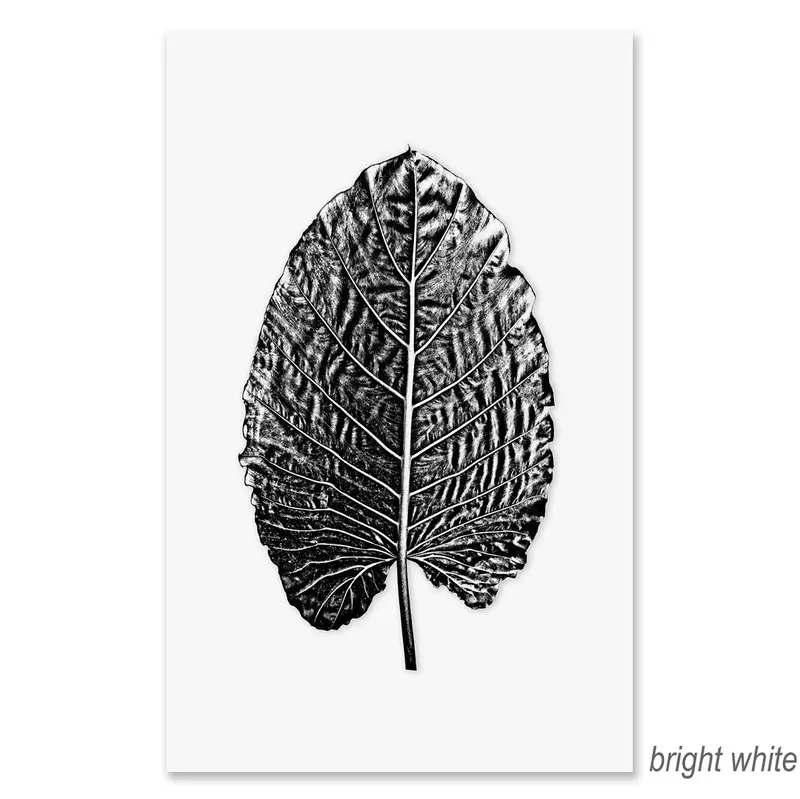 Elephant Ear Grand Format 2