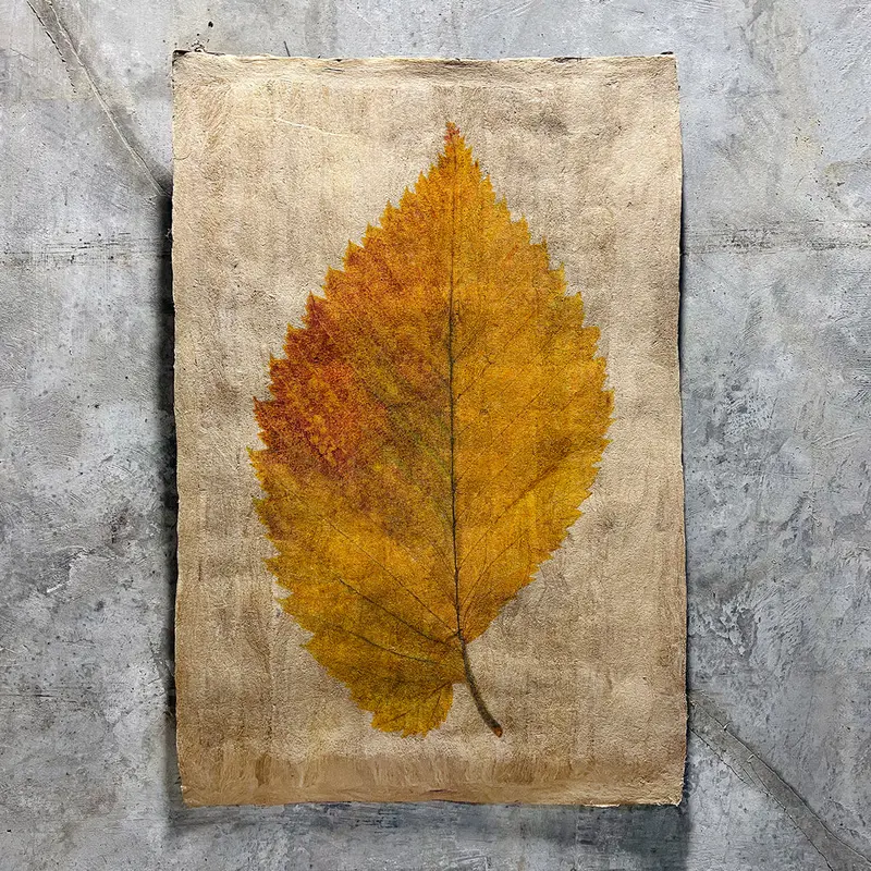 Elm Leaf (Amate Sierra) 1