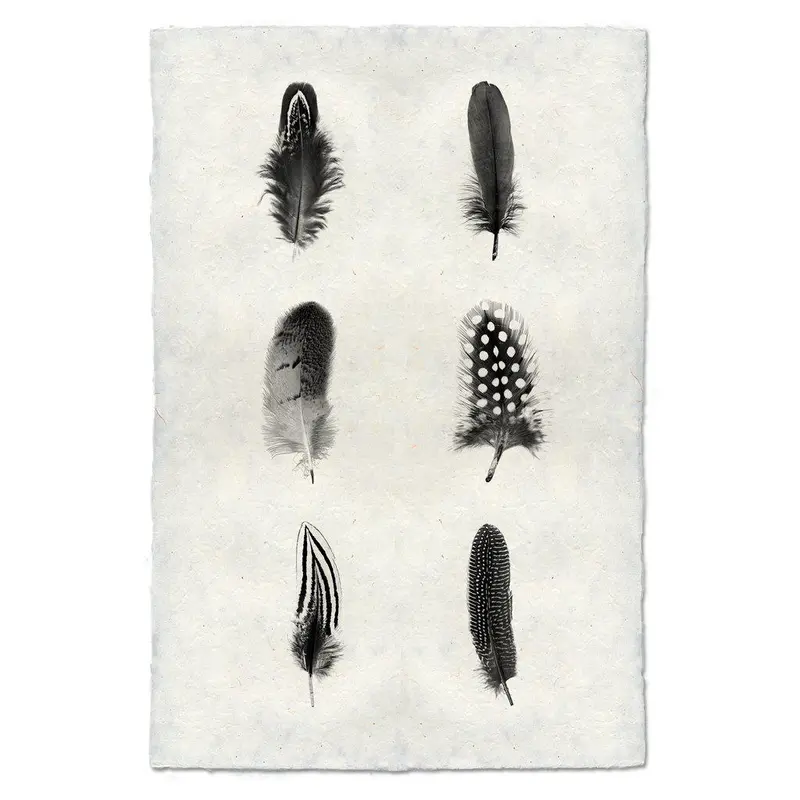 Feather Composite 1