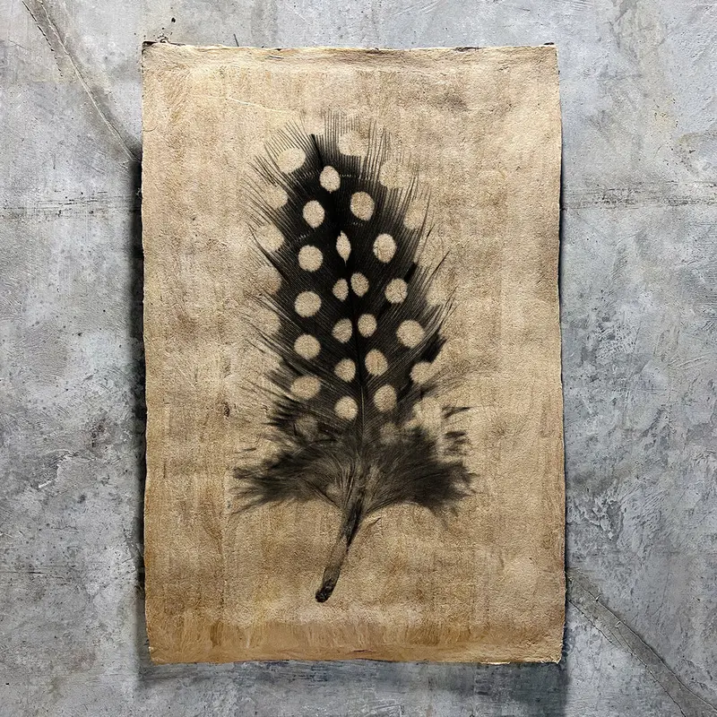 Feather Study #1 (Amate Sierra) 1