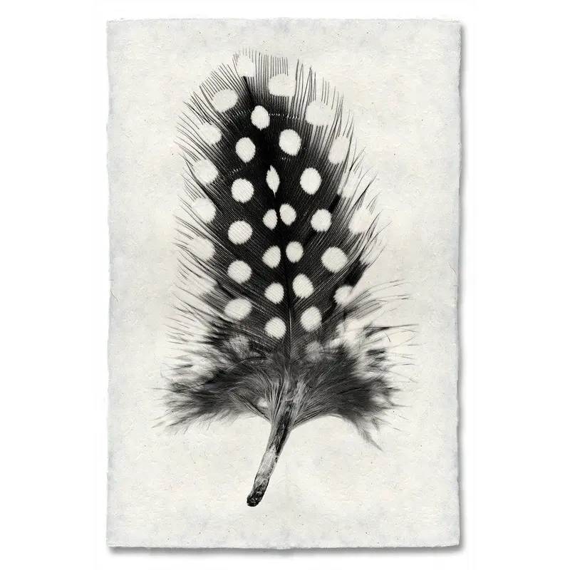 Feather Study #1 (Guinea Fowl) 1