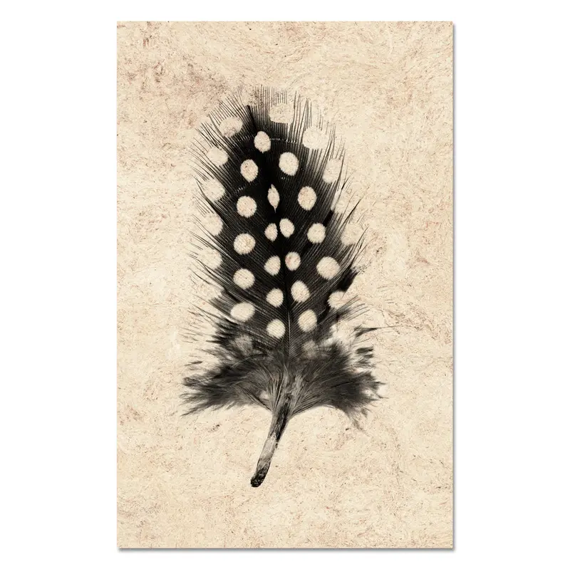 Feather Study #1 (Guinea Fowl) 1