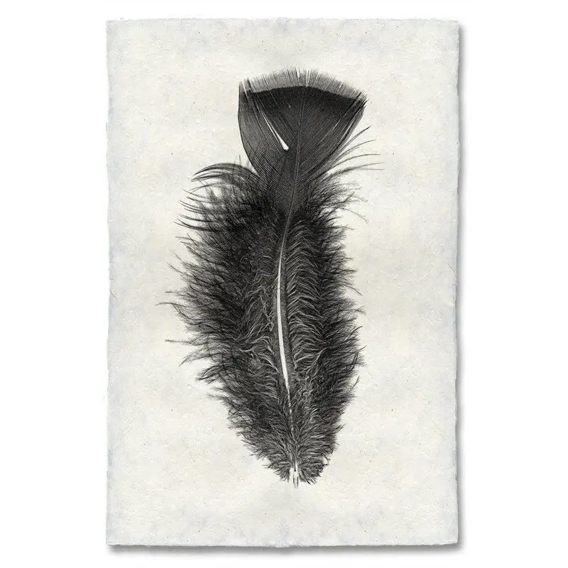 Feather Study #10 (Turkey) 1