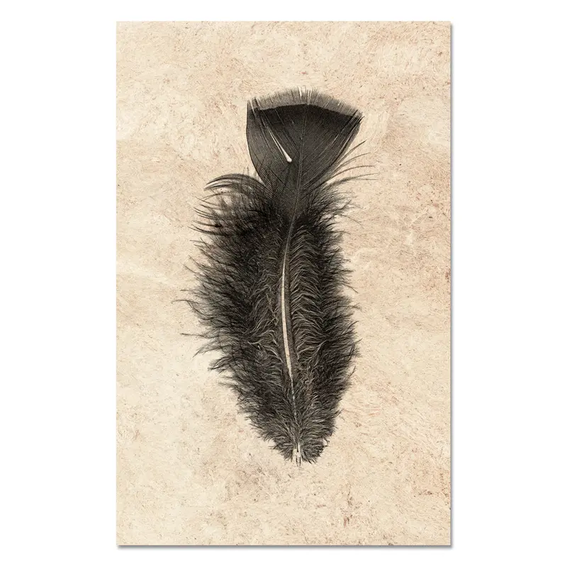 Feather Study #10 (Turkey) 1