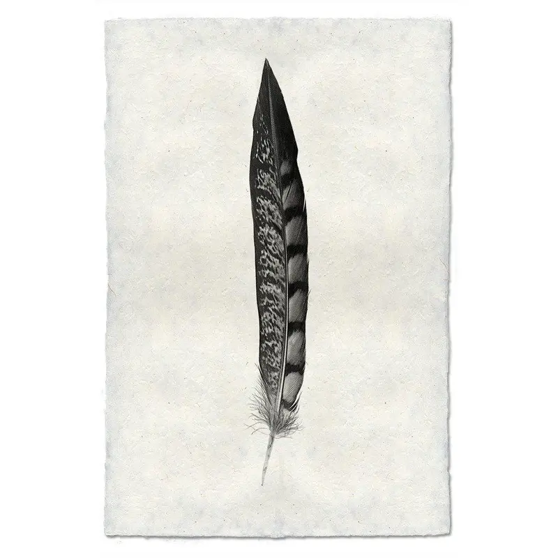 Feather Study #11 (Lady Amherst Pheasant Tail) 1