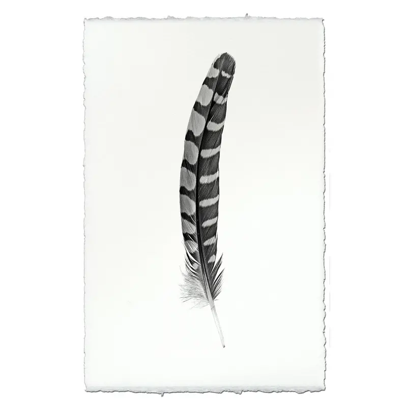 Feather Study #12 (Partridge Wing) 2