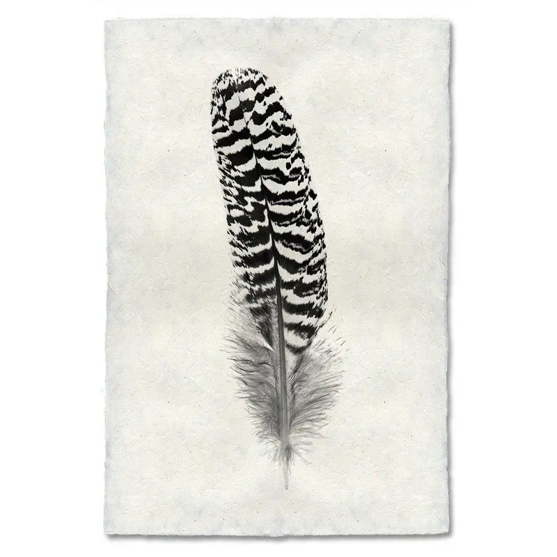 Feather Study #13 (Mottled Peacock Wing Quill) 1