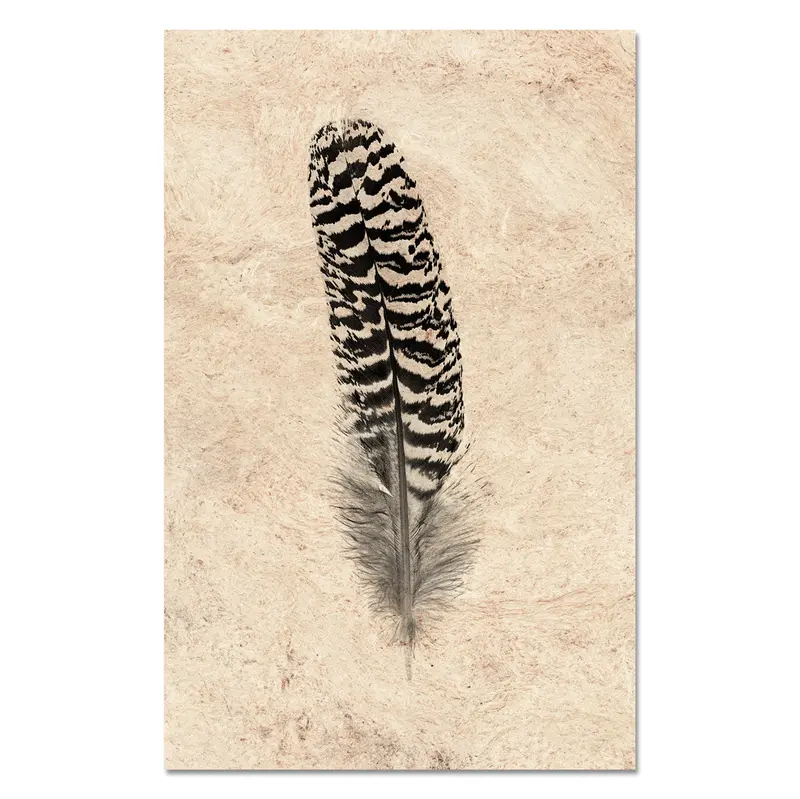 Feather Study #13 (Mottled Peacock Wing Quill) 1