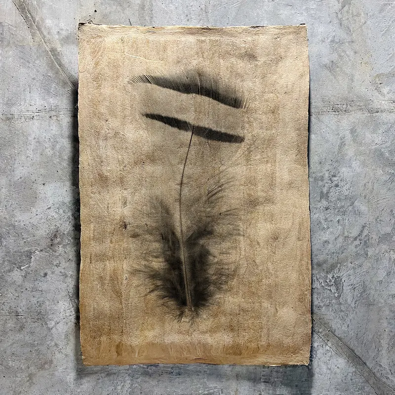 Feather Study #15 (Amate Sierra) 1