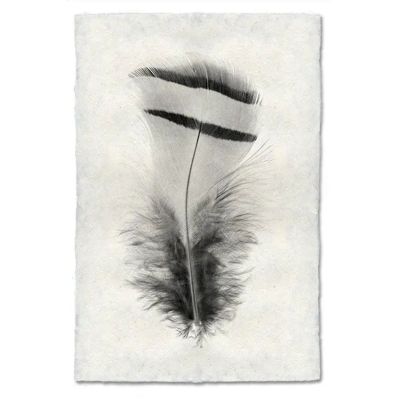 Feather Study #15 (Chukar Partridge) 1