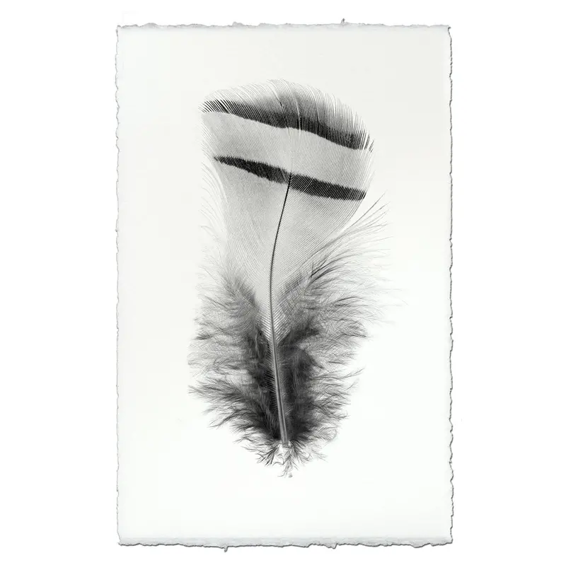 Feather Study #15 (Chukar Partridge) 2