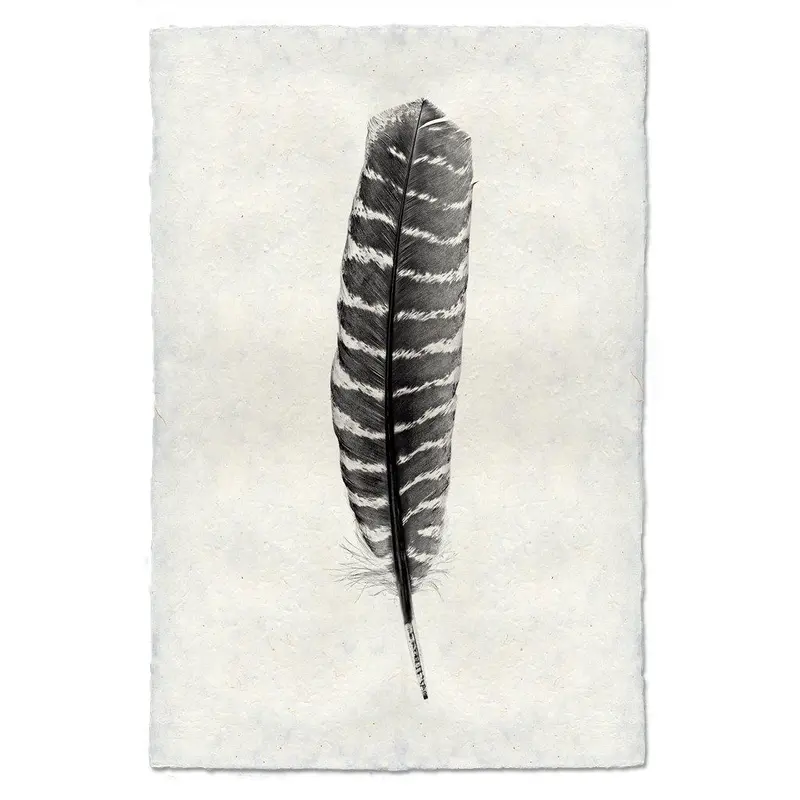 Feather Study #16 (Wild Turkey) 1