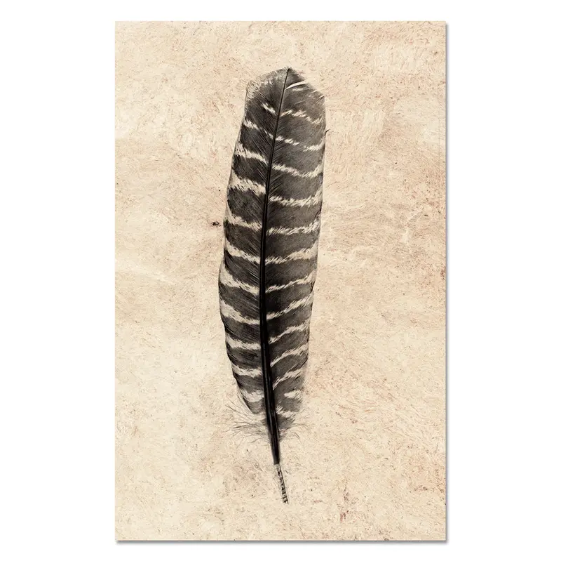 Feather Study #16 (Wild Turkey) 1