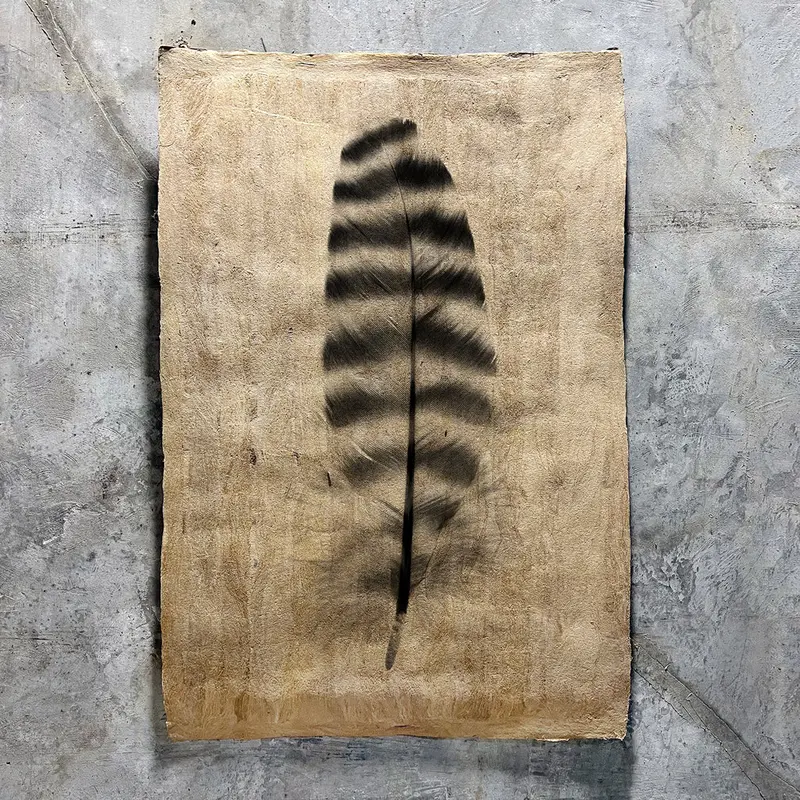 Feather Study #17 (Amate Sierra) 1