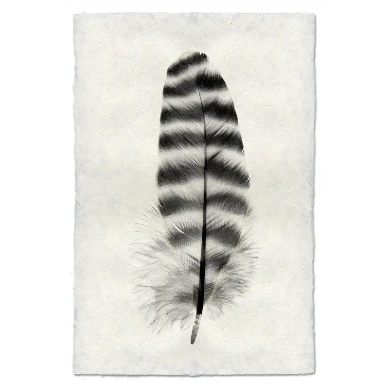 Feather Study #17 (Barred Rock Hen) 1