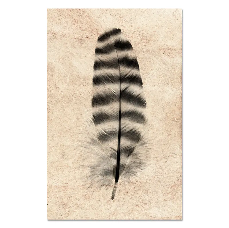 Feather Study #17 (Barred Rock Hen) 1
