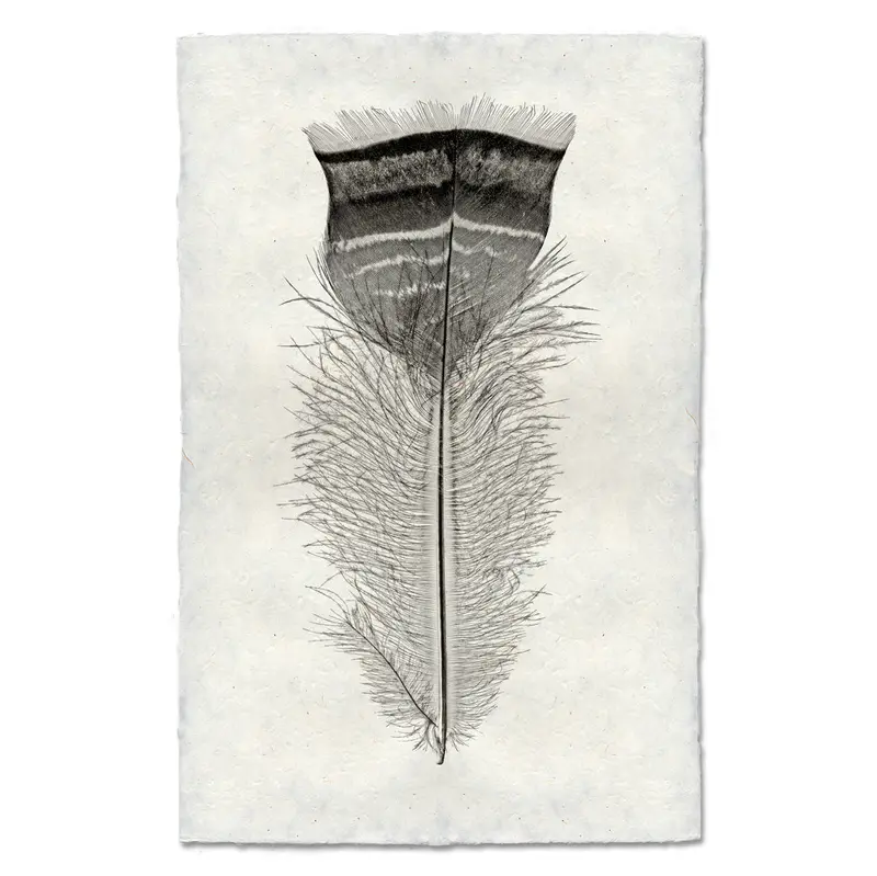 Feather Study #18 (Turkey) 1