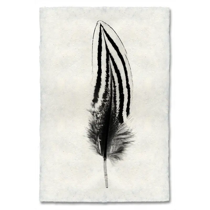 Feather Study #2 (Silver Pheasant) 1