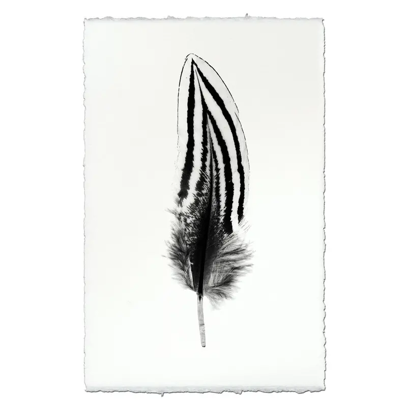 Feather Study #2 (Silver Pheasant) 2