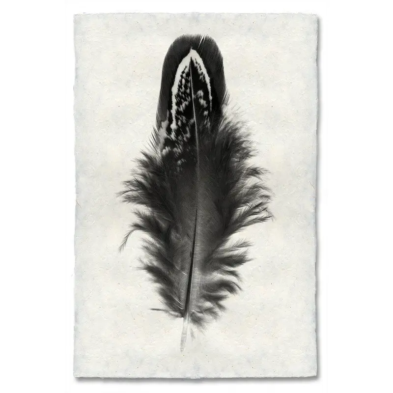 Feather Study #3 (Mallard Duck) 1