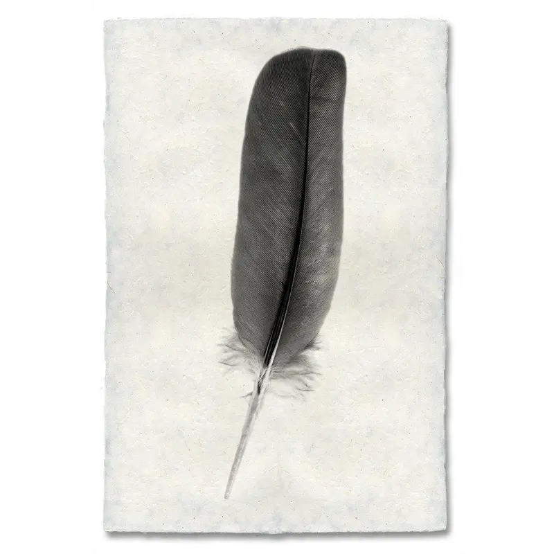 Feather Study #4 (Dove) 1