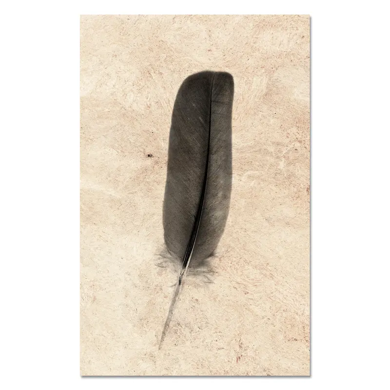 Feather Study #4 (Dove) 1