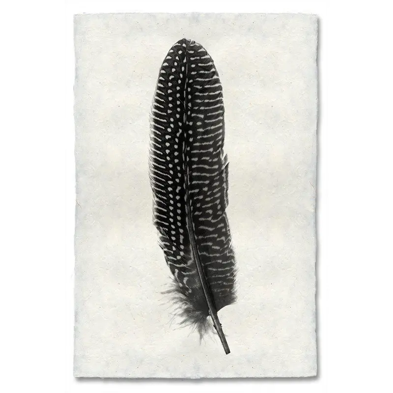 Feather Study #5 (Pheasant) 1