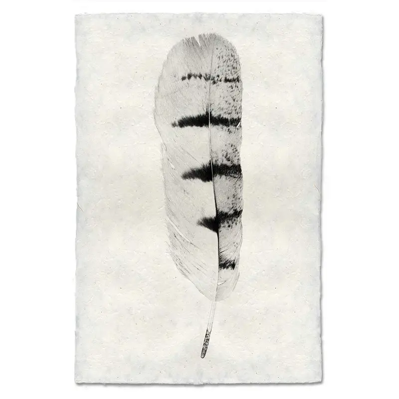 Feather Study #8 (Hawk) 1