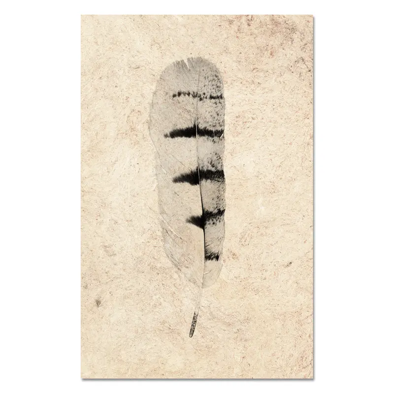 Feather Study #8 (Hawk) 1