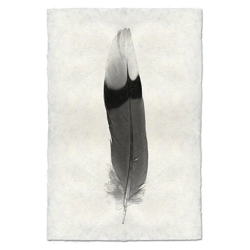 Feather Study #9 (Jay) 1