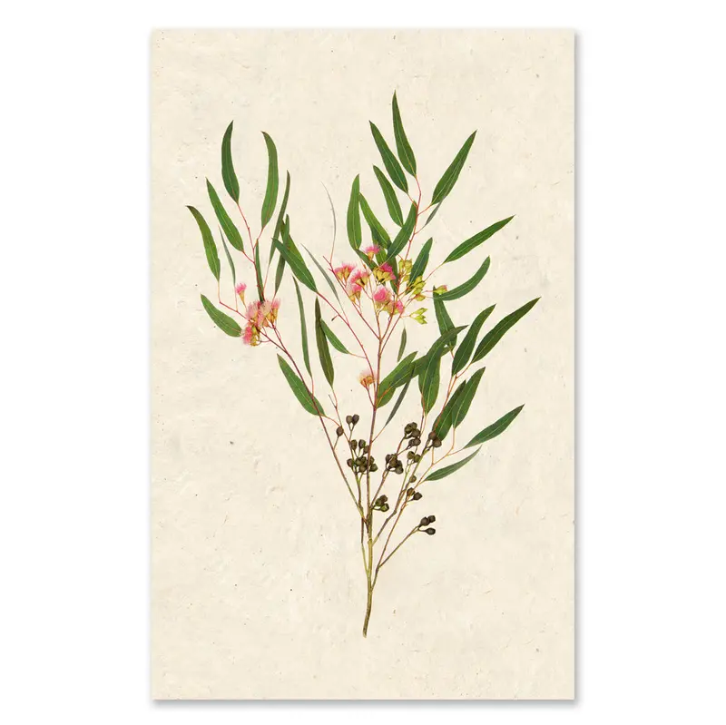 Flowering Eucalyptus Grand Format 1