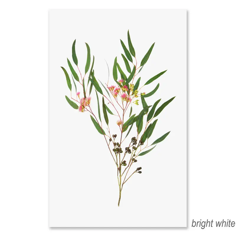 Flowering Eucalyptus Grand Format 2