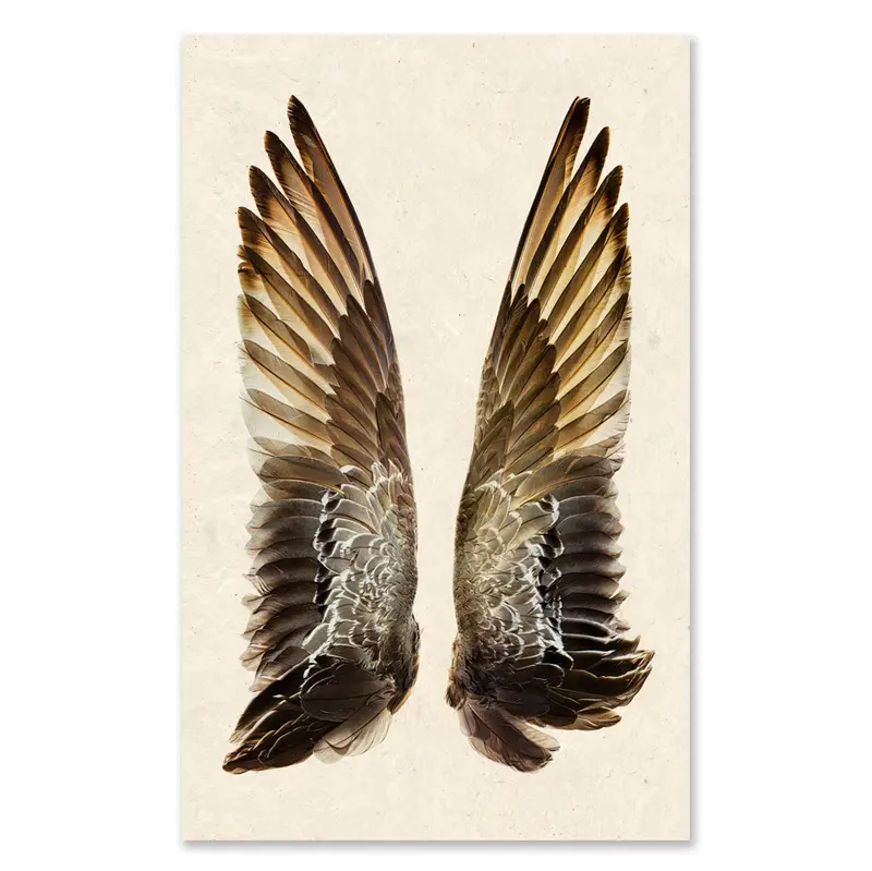 Gadwall Duck Wings Grand Format 1