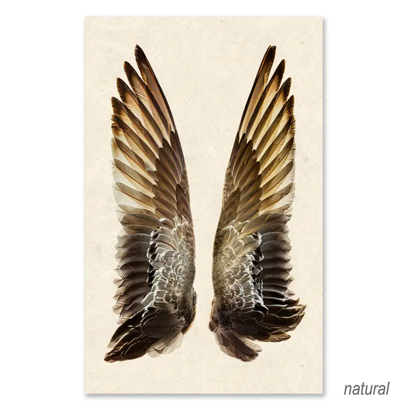 Gadwall Duck Wings Grand Format 2