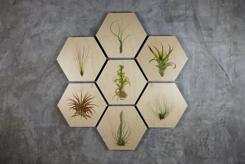 Geometrics - Air Plants 8
