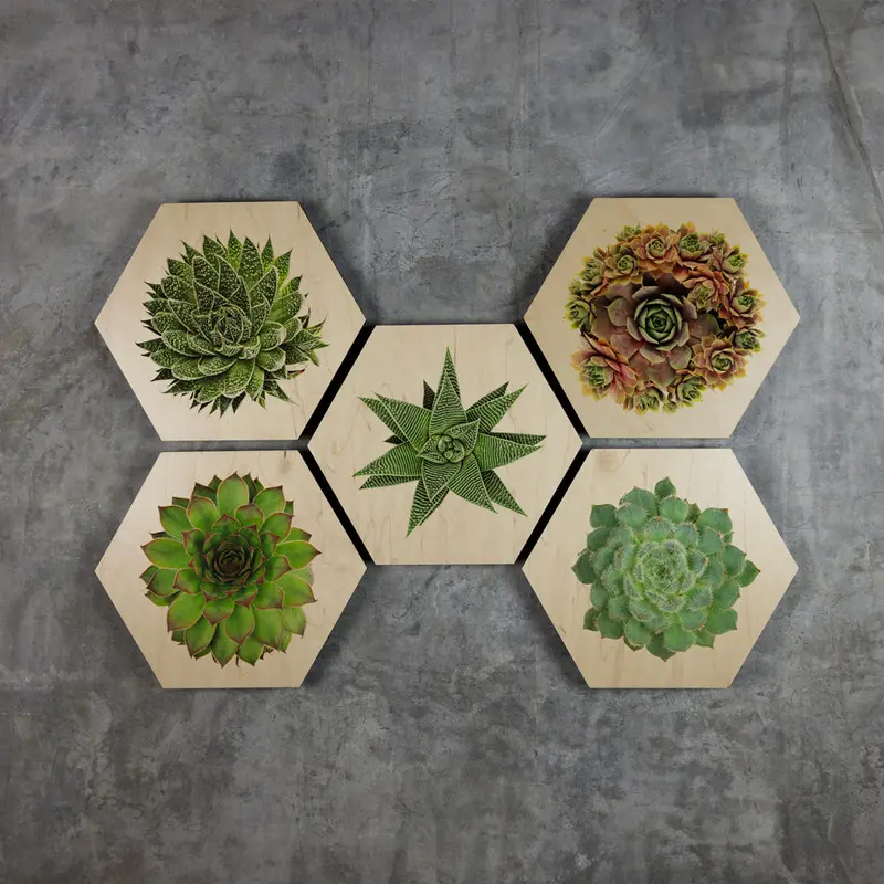Geometrics - Succulents 3