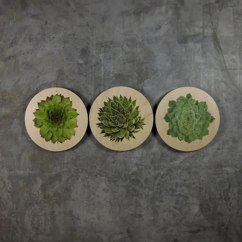 Geometrics - Succulents 4