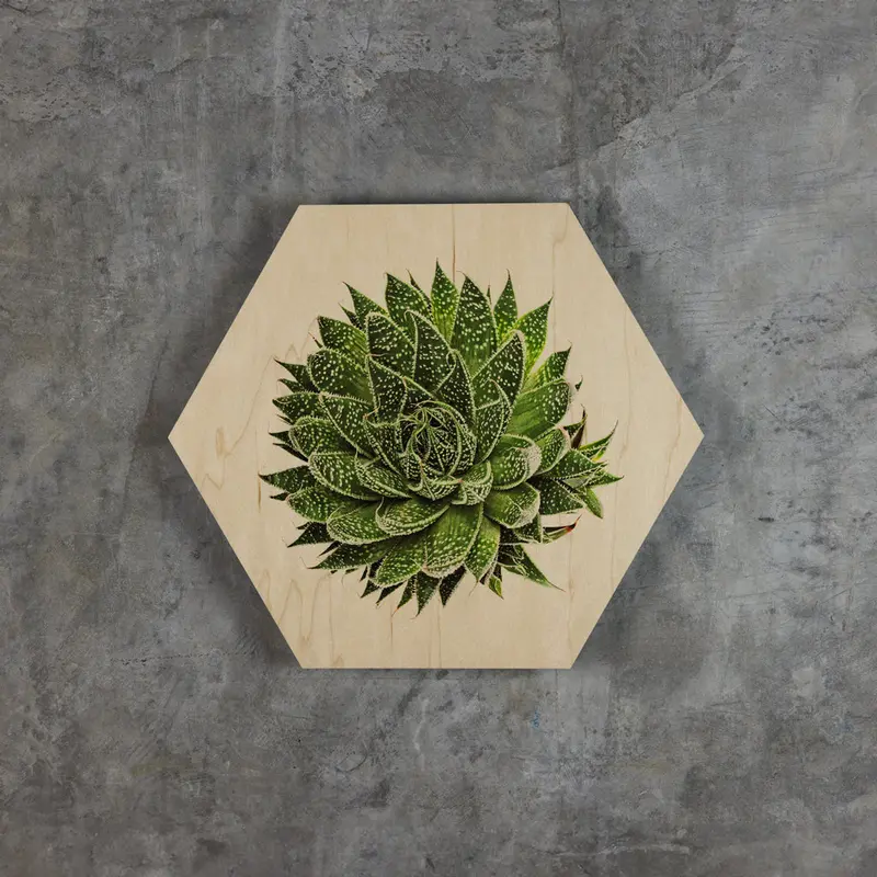 Geometrics - Succulents 5