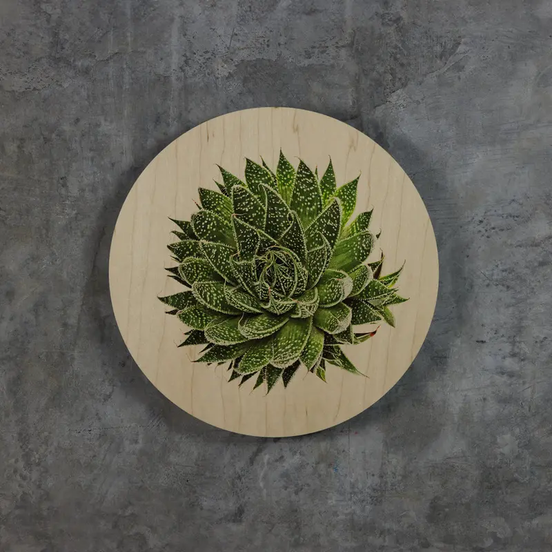 Geometrics - Succulents 6