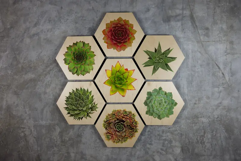 Geometrics - Succulents 8