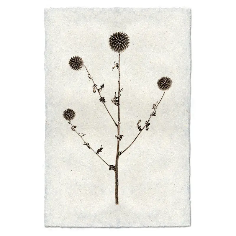 Globe Thistle Form 1