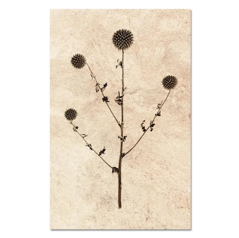 Globe Thistle Form 1