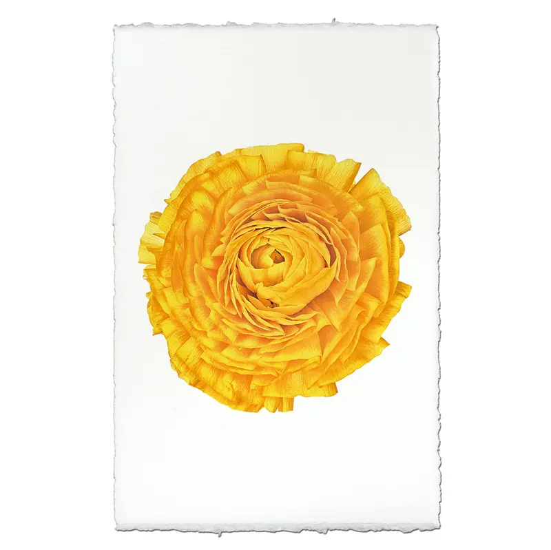 Gold Ranunculus 1