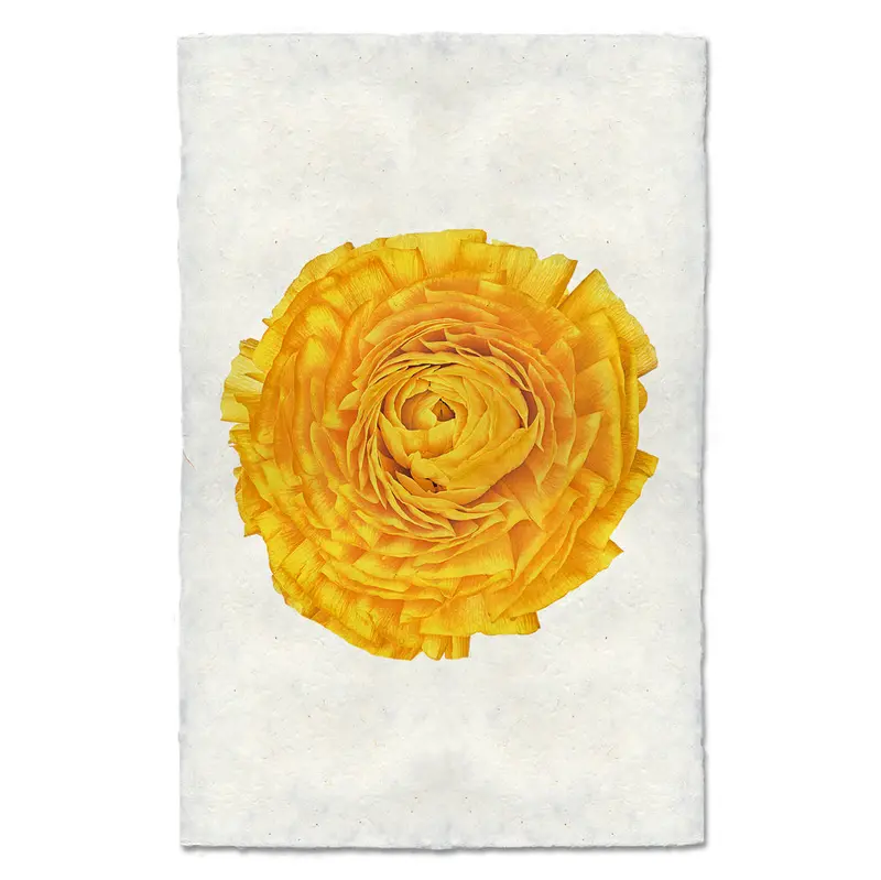 Gold Ranunculus 2