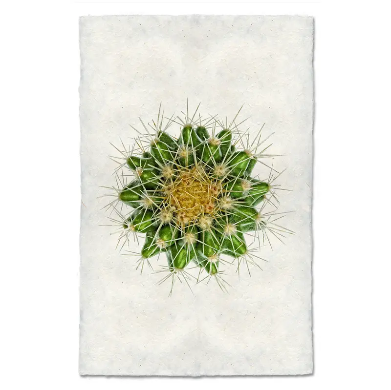 Golden Barrel Cactus 1