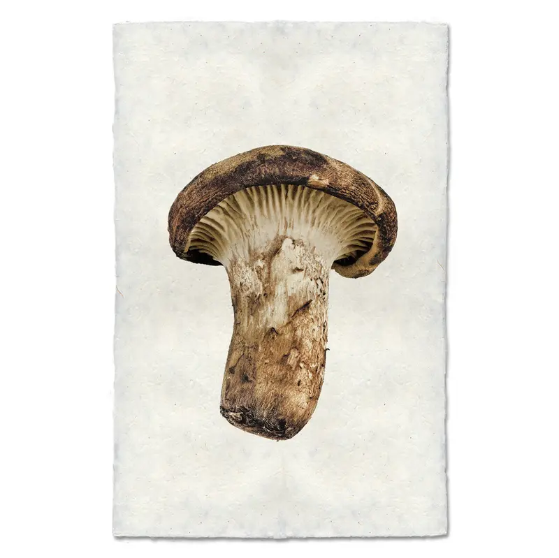 Golden Chanterelle 1