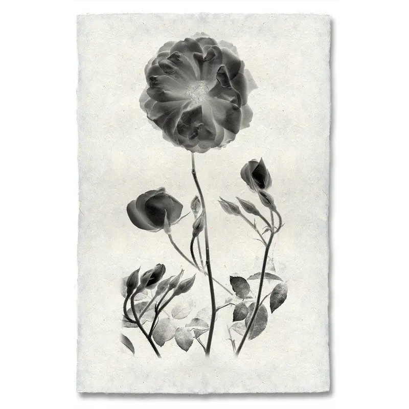 Graphite Rose #1 1