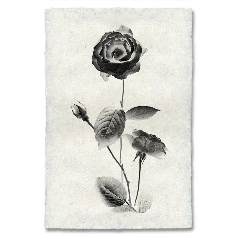 Graphite Rose #2 1